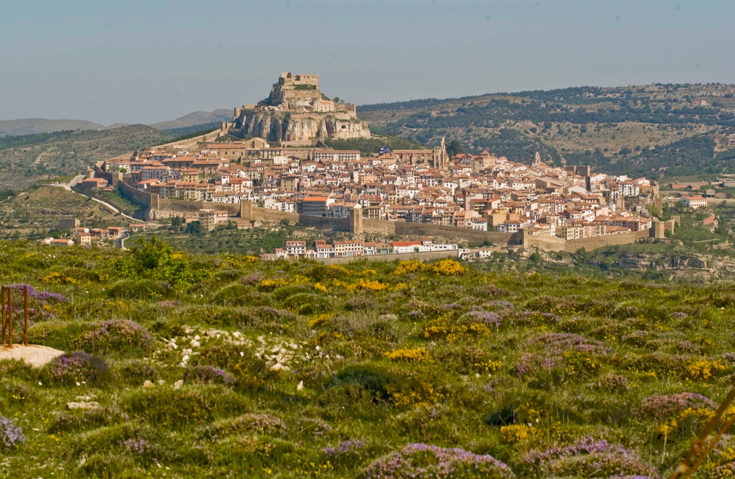 Morella